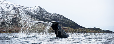 BB 15 0613 / Megaptera novaeangliae / Knølhval